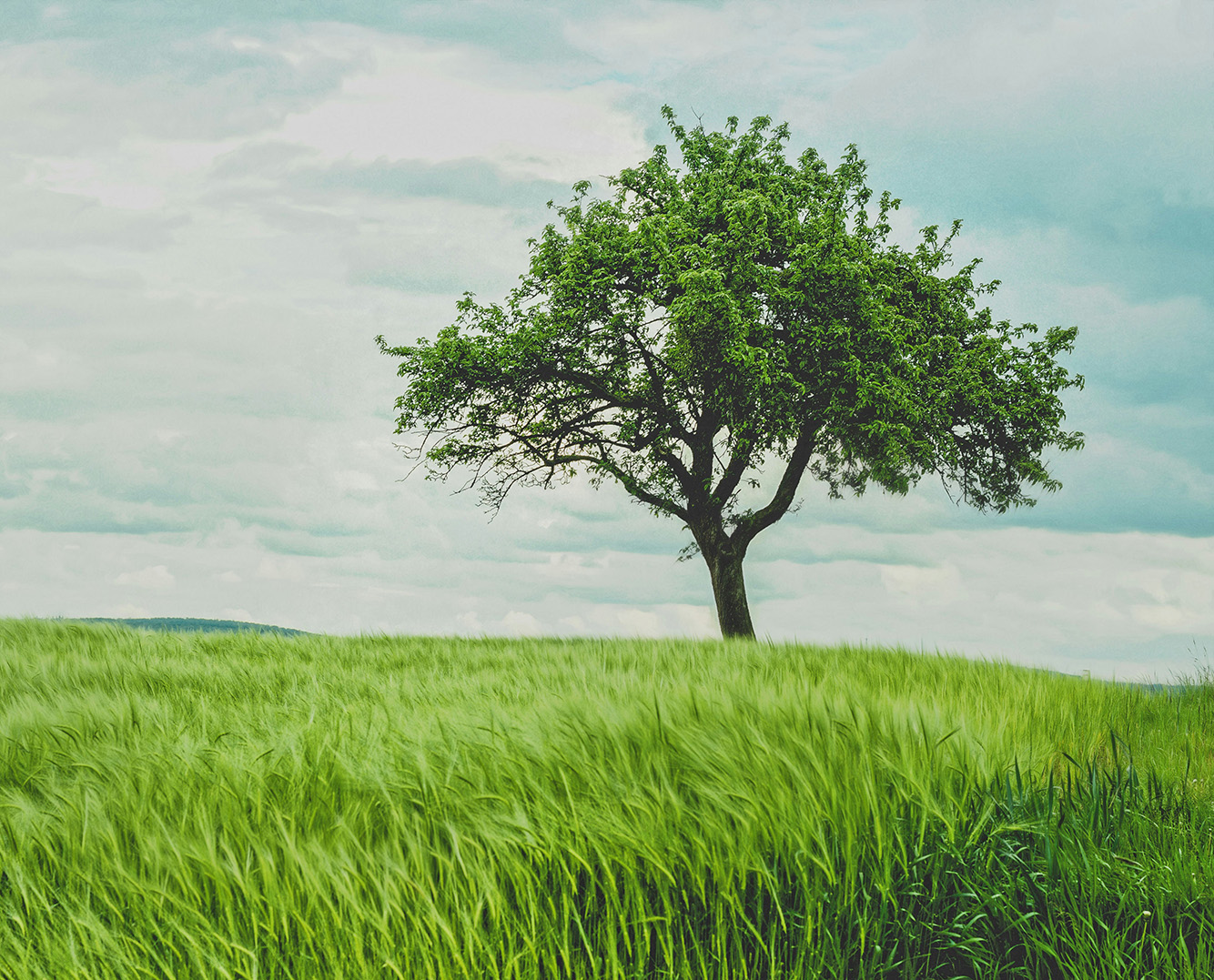 johann-siemens-EPy0gBJzzZU-unsplash